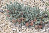 Astragalus lasiophyllus