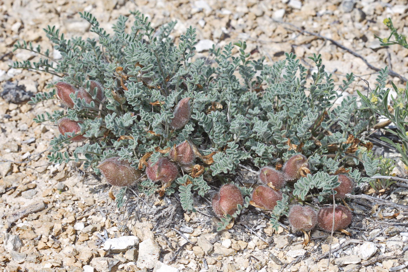 Изображение особи Astragalus pallasii.