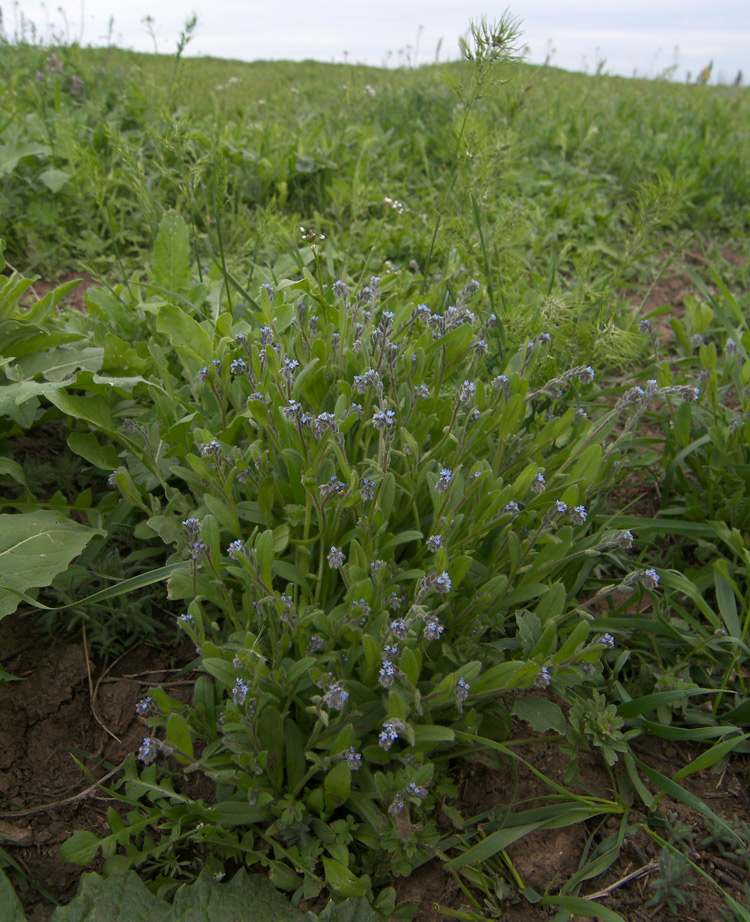 Image of Myosotis micrantha specimen.