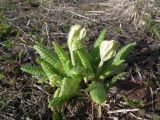 Primula macrocalyx