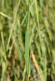 Rostraria obtusiflora. Лист. Израиль, окр. г. Кирьят-Оно, залежь. 28.03.2014.