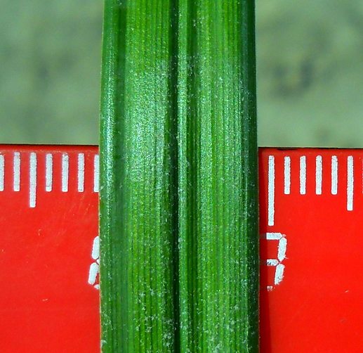 Изображение особи Carex riparia.