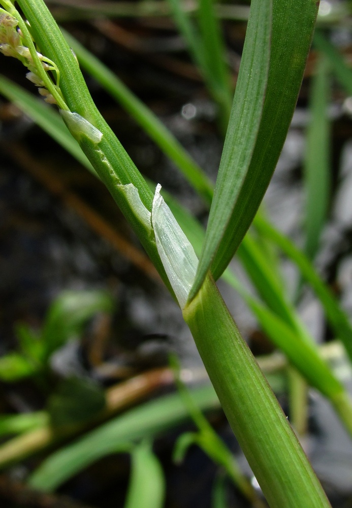 Image of Glyceria lithuanica specimen.