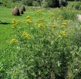 Tanacetum vulgare