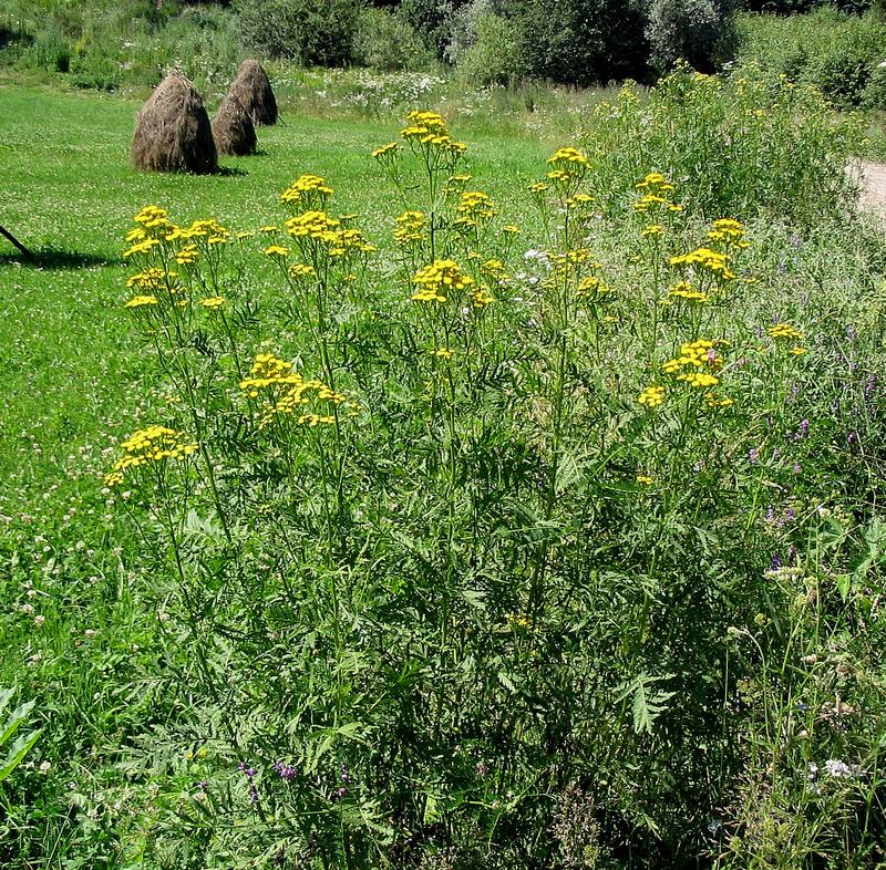 Image of Tanacetum vulgare specimen.
