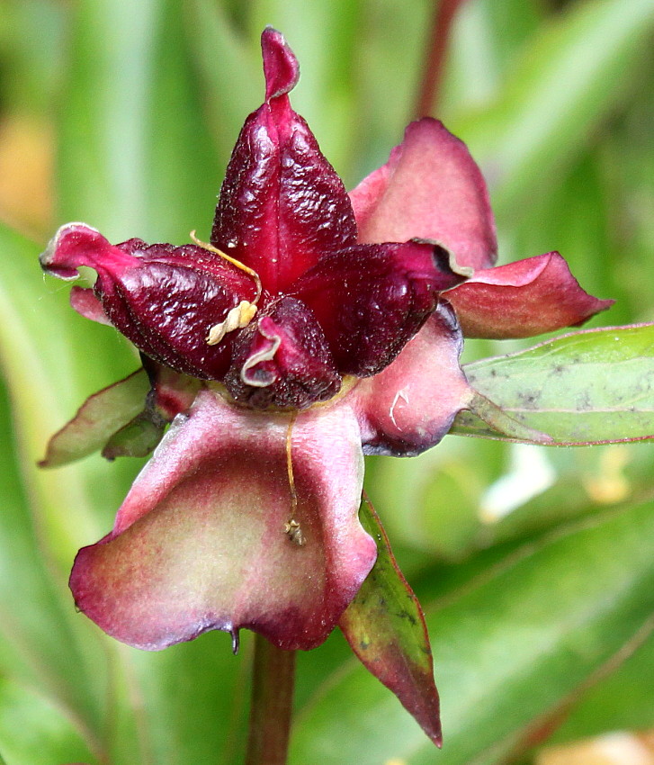 Image of Paeonia lactiflora specimen.