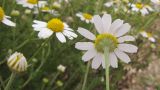 Matricaria recutita. Верхушка побега с соцветием (вид со стороны обёртки). Краснодарский край, окр. г. Крымск, берег р. Адагум. 06.06.2014.