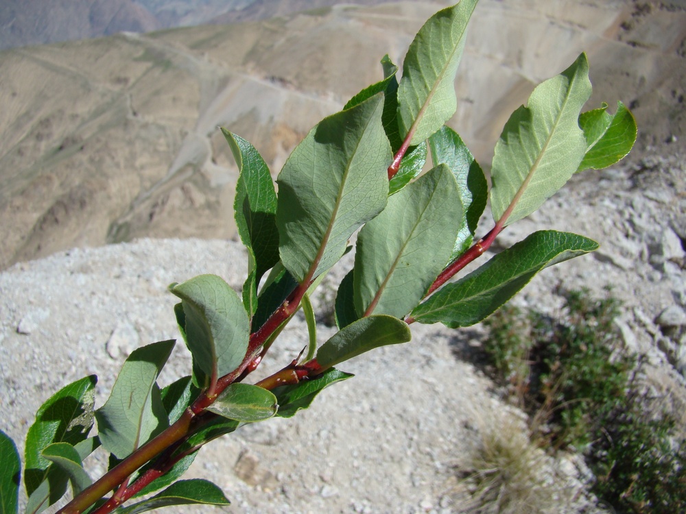 Изображение особи Salix alatavica.