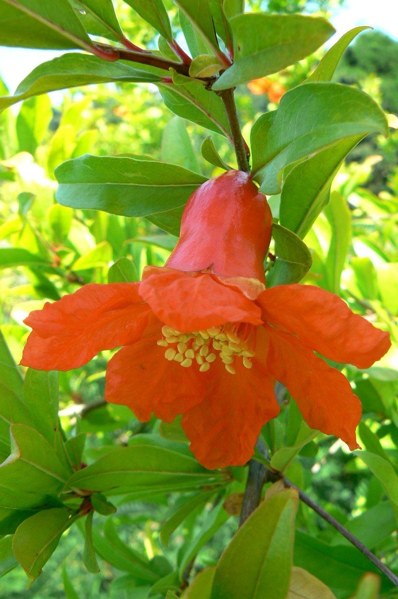 Image of Punica granatum specimen.