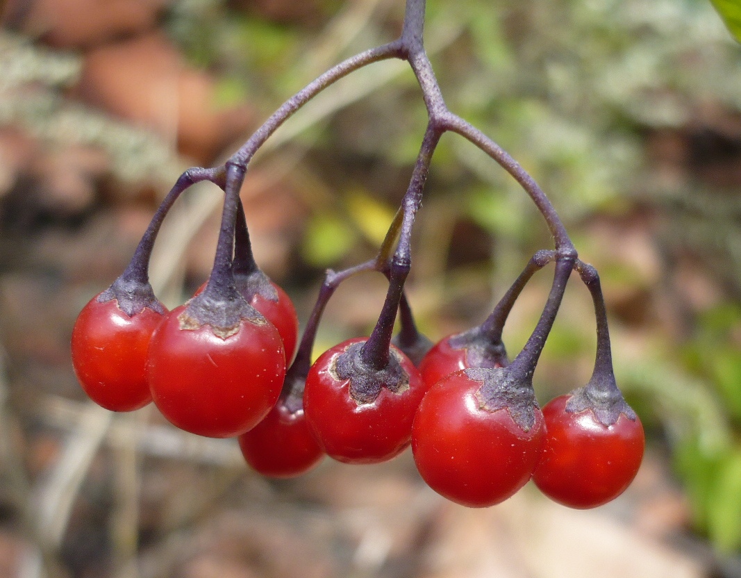 Изображение особи Solanum kitagawae.