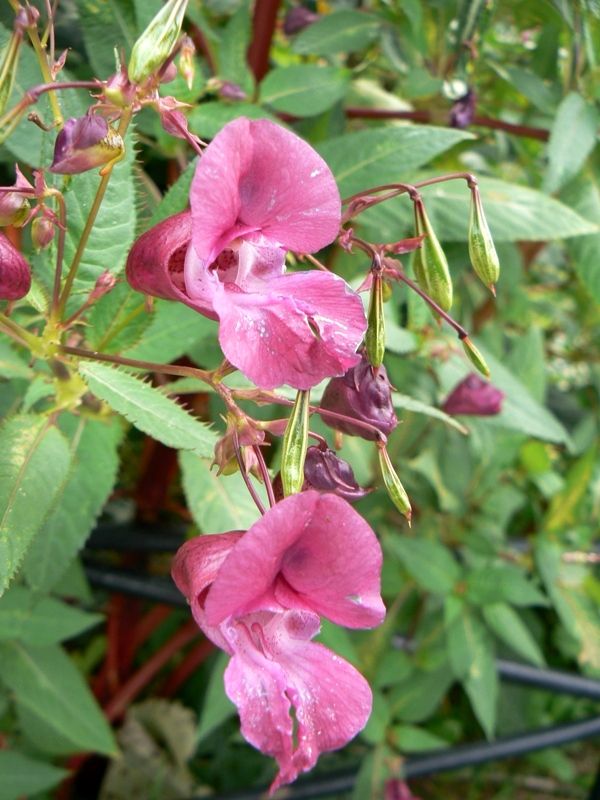 Изображение особи Impatiens glandulifera.