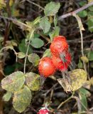 Rosa villosa