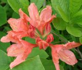 genus Rhododendron