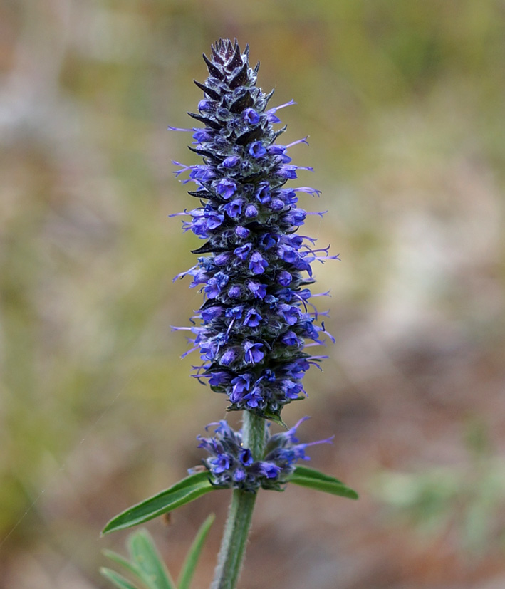 Image of Schizonepeta multifida specimen.