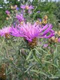 Centaurea jacea ssp. substituta