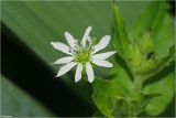 Myosoton aquaticum. Цветок. Московская обл., Раменский р-н, окр. дер. Хрипань. 16.06.2007.