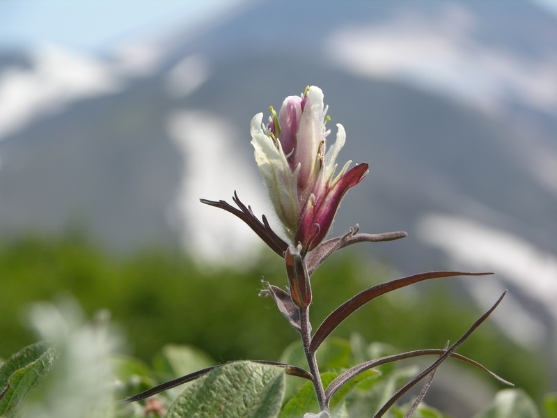 Изображение особи Castilleja pavlovii.