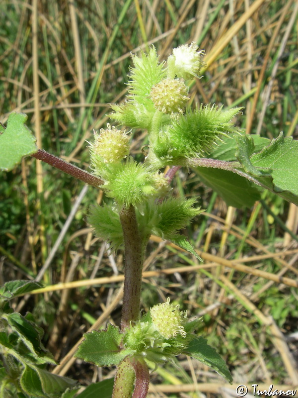 Изображение особи Xanthium orientale.