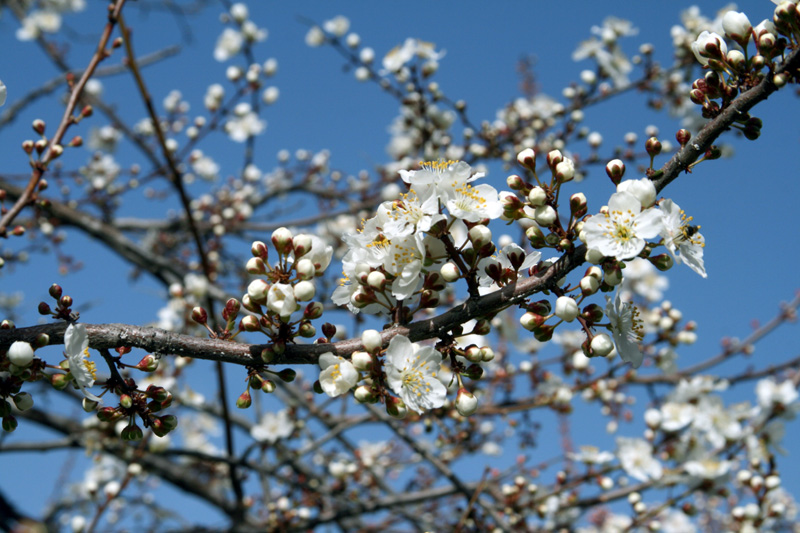 Изображение особи Prunus cerasifera.