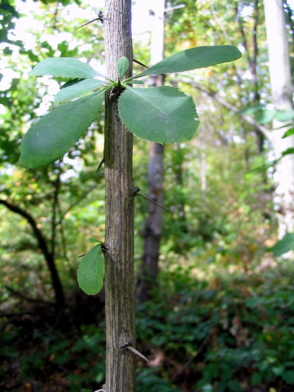 Image of Berberis vulgaris specimen.