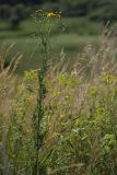 Senecio jacobaea. Расцветающее растение в степи. Белгородская обл., пос. Борисовка. 01.07.2009.