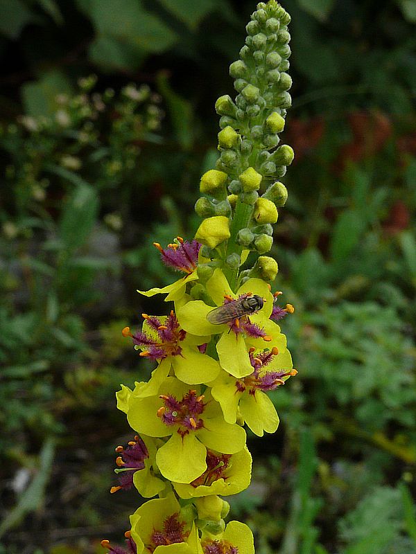 Изображение особи Verbascum nigrum.