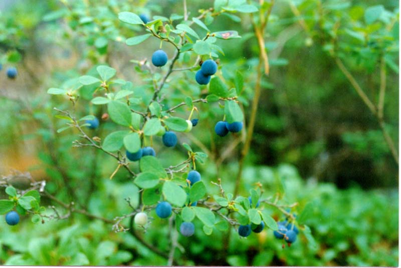 Image of Vaccinium uliginosum specimen.