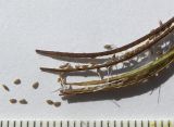 Epilobium anagallidifolium