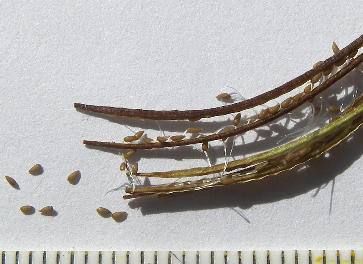 Image of Epilobium anagallidifolium specimen.