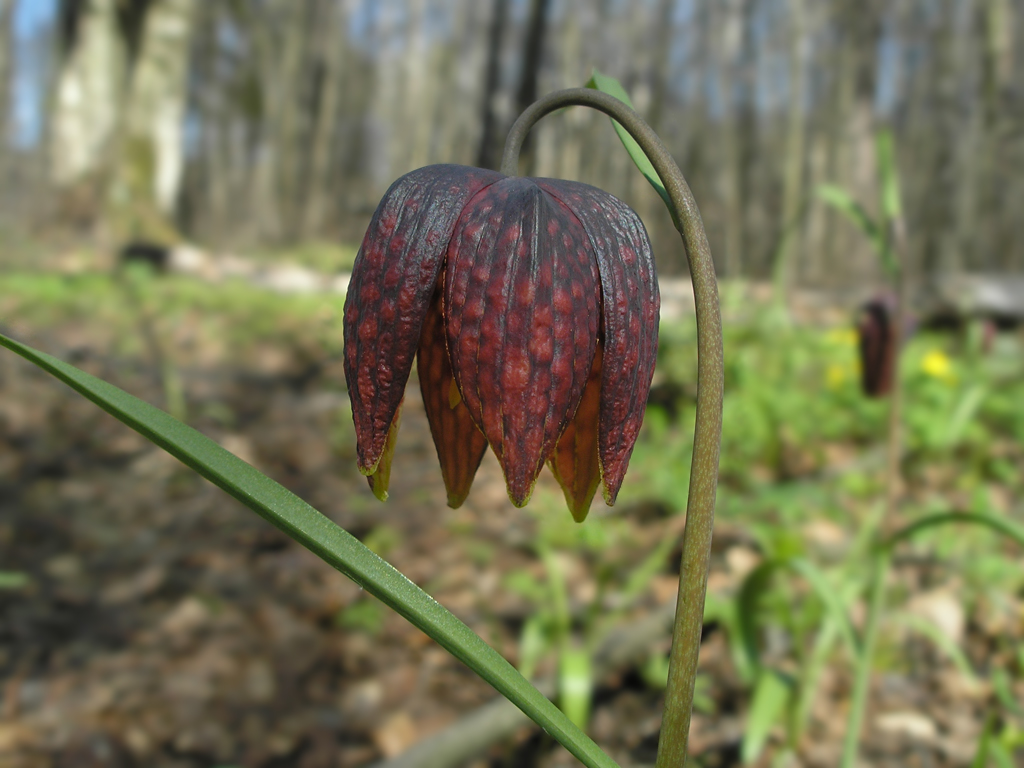 Image of Fritillaria meleagris specimen.