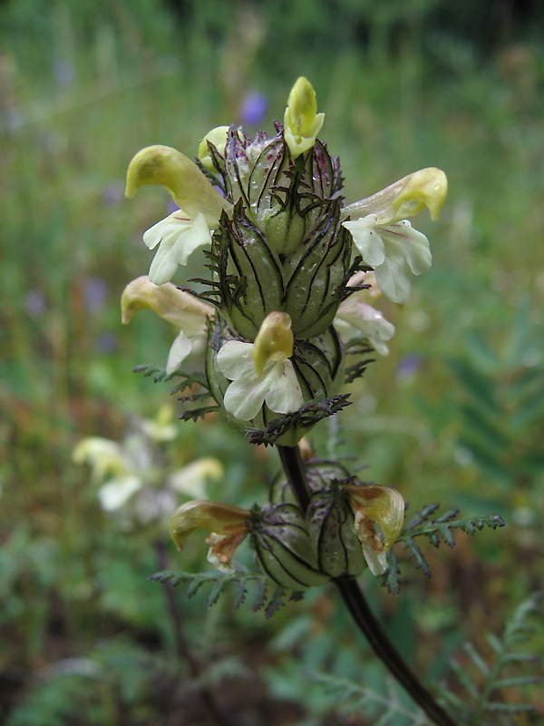 Изображение особи Pedicularis myriophylla.