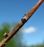 Image of taxon representative. Author is Геннадий Окатов