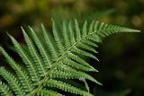 Dryopteris filix-mas. Вайя. Московская обл., Раменский р-н, окр. дер. Хрипань, садовый участок. 16.06.2015.