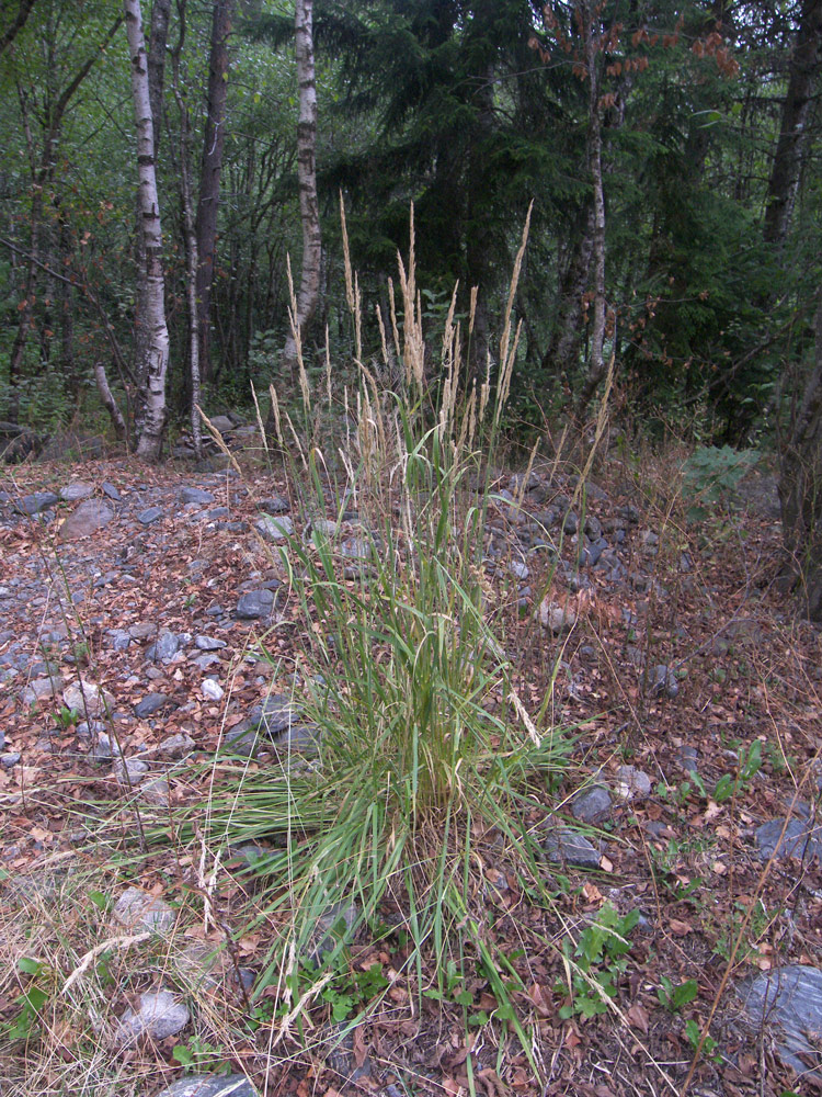 Image of Calamagrostis teberdensis specimen.