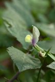 Vicia grandiflora. Отцветающий цветок. Черногория, окр. пос. Пржно (Pržno), придорожный маквис. 17.10.2014.