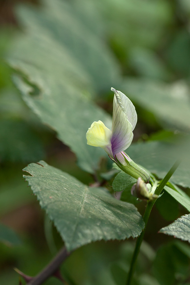 Image of Vicia grandiflora specimen.