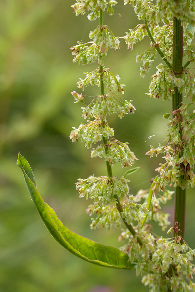 Изображение особи Rumex sylvestris.