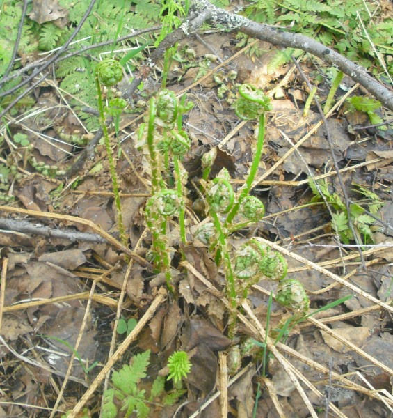 Image of Dryopteris filix-mas specimen.