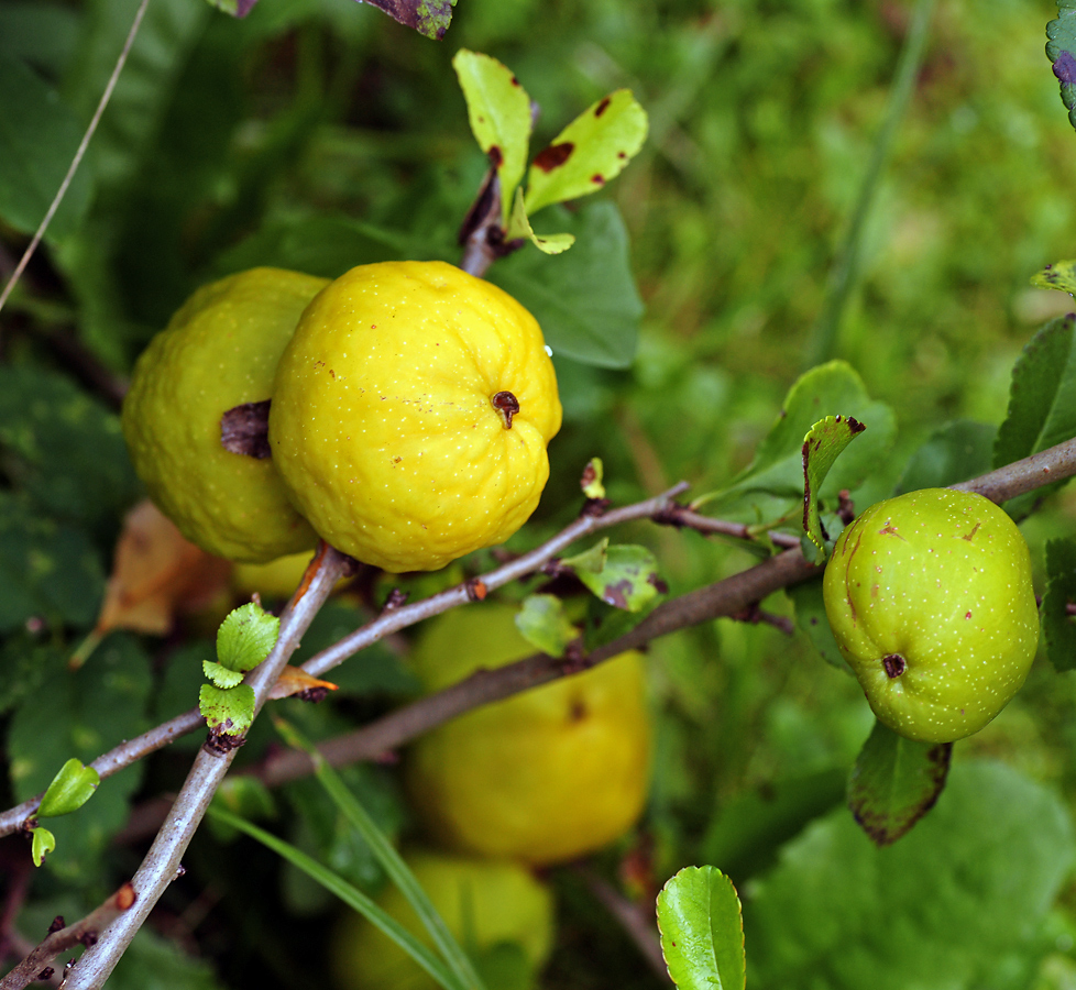 Изображение особи Chaenomeles japonica.