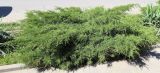 Juniperus × pfitzeriana. Вегетирующее растение. Ростовская обл., г. Таганрог, в культуре на газоне. 08.06.2015.