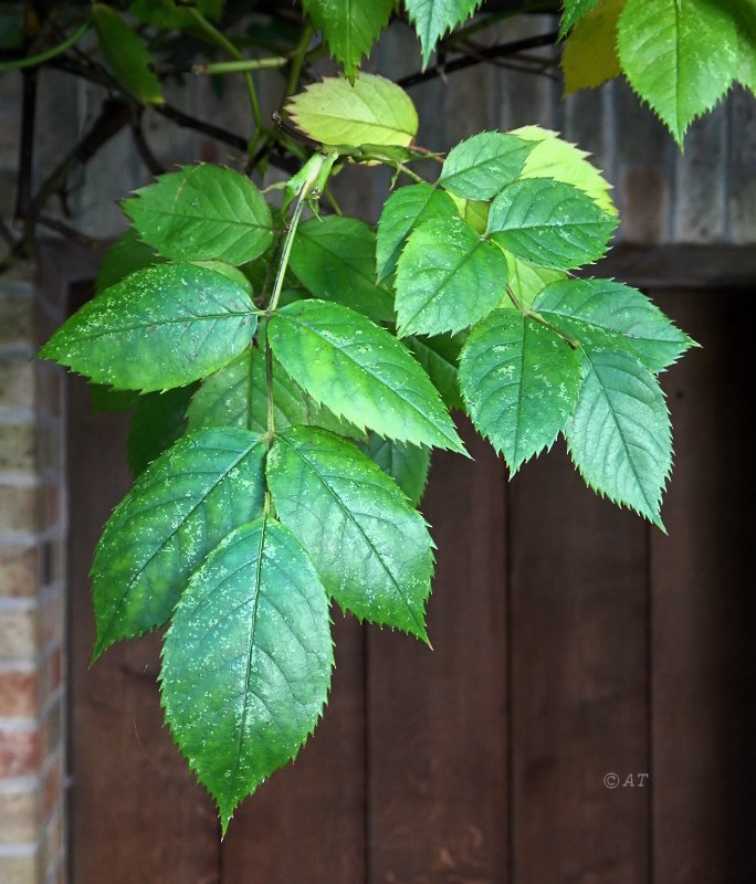 Image of genus Rosa specimen.