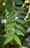 Gleditsia triacanthos. Часть листа. Испания, Андалусия, провинция Малага, г. Ронда, озеленение. Август 2015 г.