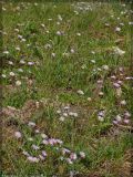 Aster alpinus