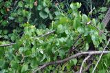 Ipomoea violacea. Побеги с бутонами, цветком и плодами. Андаманские острова, остров Нил, прибрежный лес. 02.01.2015.