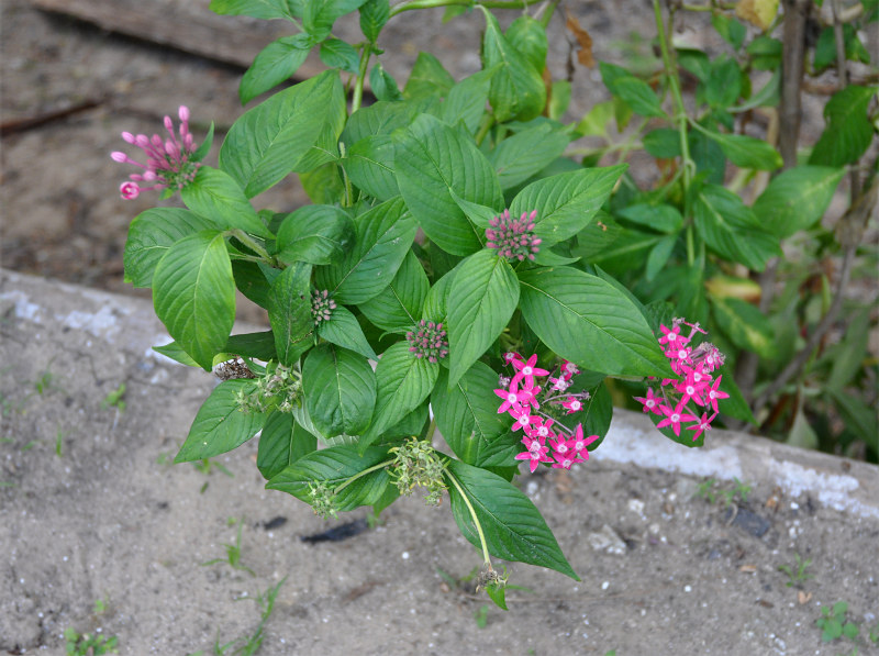 Image of Pentas lanceolata specimen.