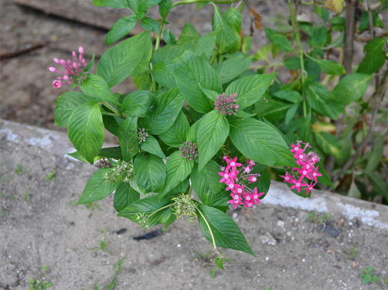 Изображение особи Pentas lanceolata.