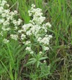Galium boreale. Верхушка цветущего растения. Иркутская обл., Иркутский р-н, окр. с. Пивовариха, луг. 30.06.2014.