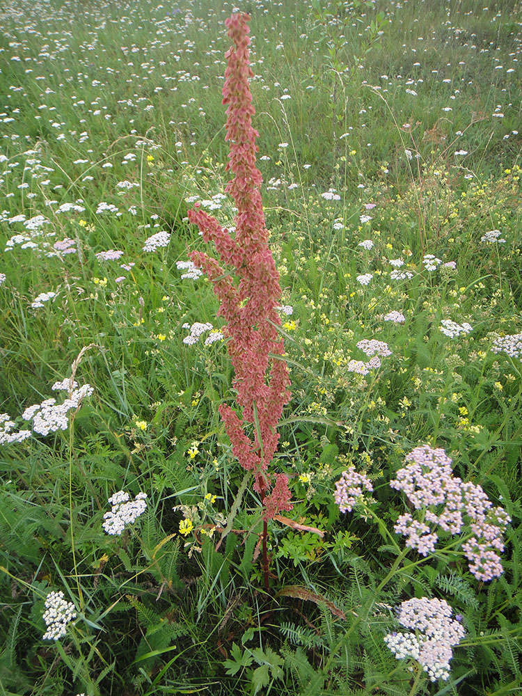 Изображение особи род Rumex.