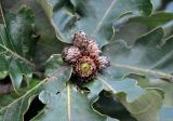 Quercus dentata. Верхушка побега с плодами. Приморье, Хасанский р-н, полуостров Гамова, окр. мыса Гамова, широколиственный лес. 27.08.2015.