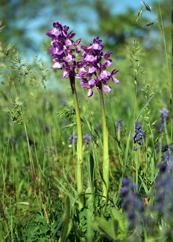 Image of Anacamptis morio ssp. caucasica specimen.